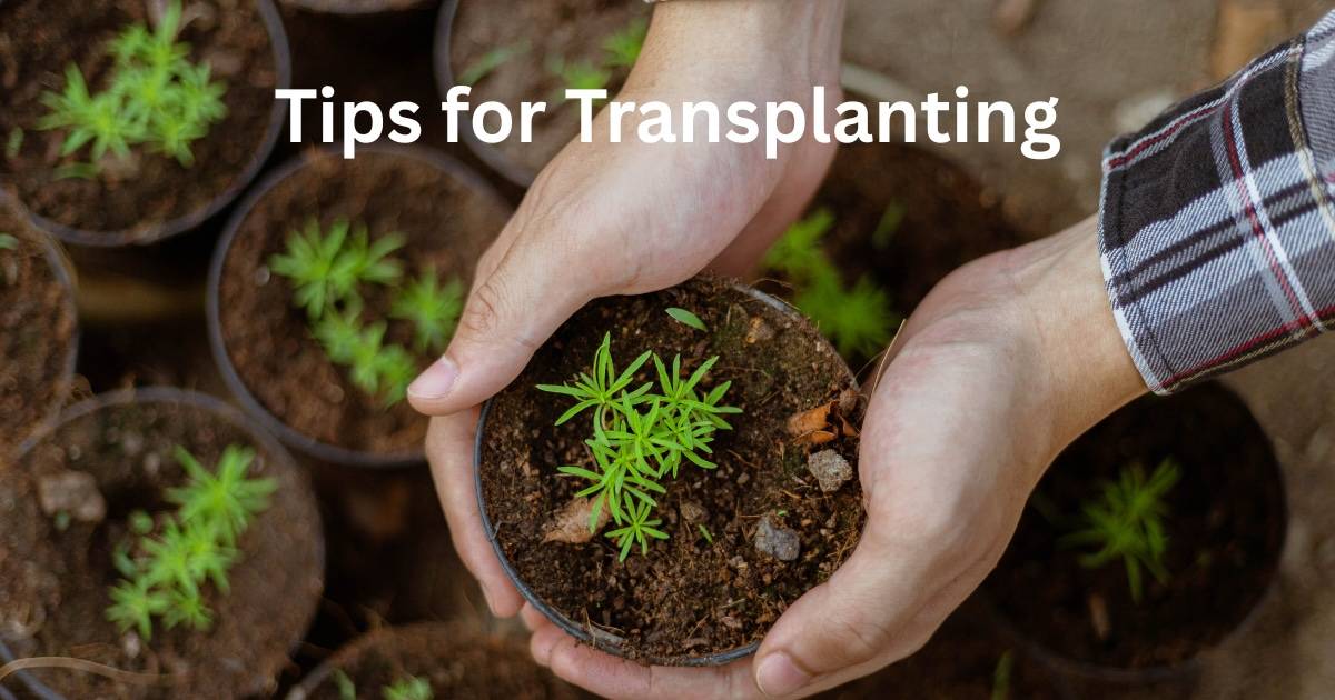 Conseils pour la transplantation
